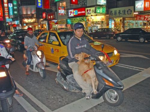 dog on scooter without goggles